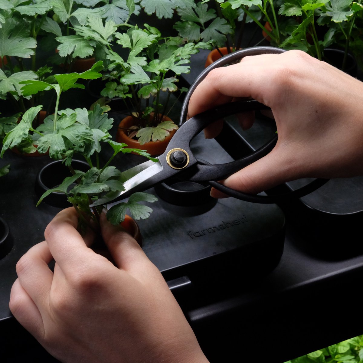 Farmshelf is built for the ultimate user experience. Remove the trays to harvest what you need, return the trays and keep the rest growing. 🌱
.
.
.
.
.
#smartindoorfarm #freshproduce #farmfresh #farmersmarket #foodie #eatyourgreens #freshveggies  #freshfoods #eatwell
