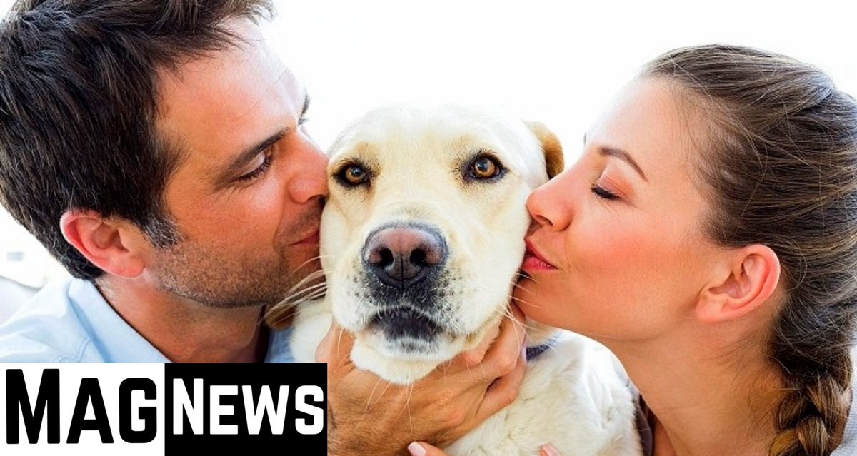 If you're feeling stressed, your animals are also feeling stressed.
And even if you're perfectly calm with no fear or anxiety about the rapidly changing world we live in. 
#COVID19 #dogsoftwitter #dogs #AnimalCrossingNewHorizons
Read more ⬇️⬇️
bit.ly/34nuJyd