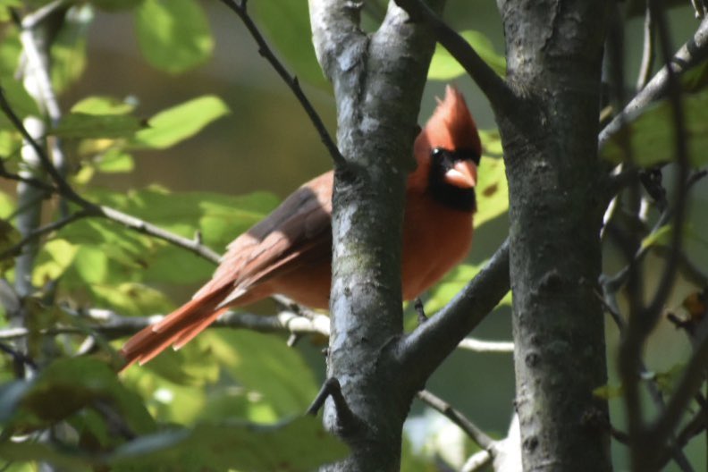 lisailor89's tweet photo. #Cardinals #birdphotography https://t.co/Cus3k5edjG