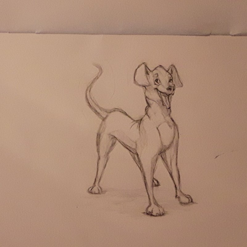 davidsketching's tweet photo. Malbek, my roommates exited dogo 😄.

Quite young and quite joyful ❤

#dog #youngster #exiteddoggy #cutie #playful #pencildrawing #drawing #charactersketch #characterwork #greyscale #lineart #sundaysketching https://t.co/WRIbjhpJ52