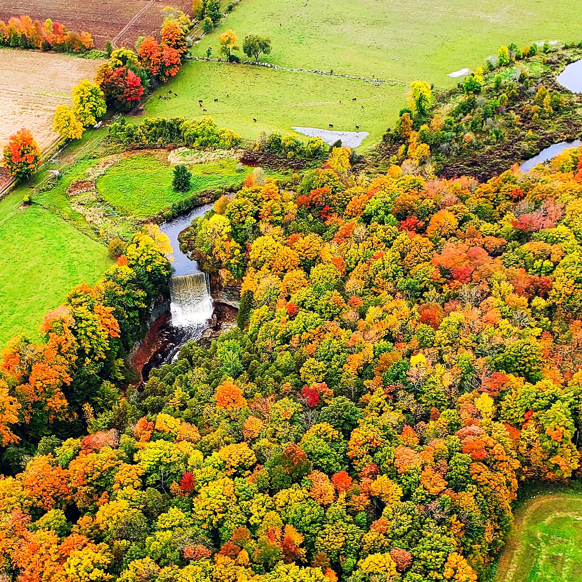 Indian Fall...s 😉

Water levels are high and Indian Falls was rushing when we flew by yesterday, an uncommon but pretty sight during the fall season! Sure doesn't look like it's 15 metres tall from up here!
