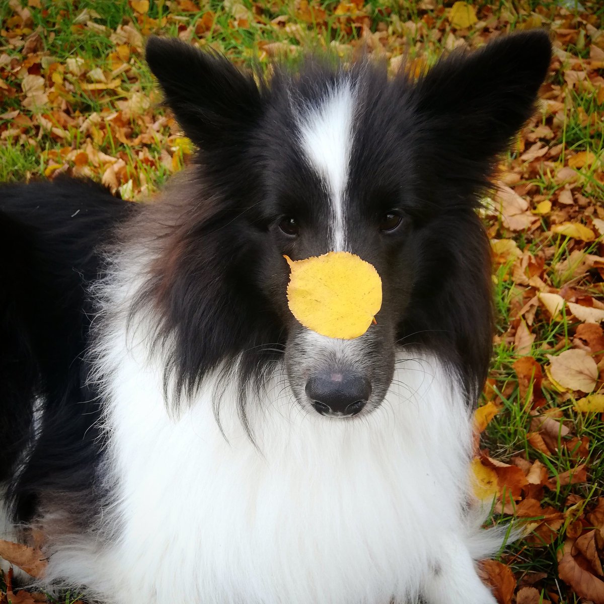 FunFergus's tweet photo. I think it's #fall! 🍂🍁
#fallleaves #fallvibes #fallcolors #fallcolours #dog #dogsoftwitter #dogumented #sundayvibes #sundayfunday #leaf #leaves🍁 #doggi #dogumented #doglove #shetlandsheepdog #sheltielove #shelti #snoot #sheltiesnoot #season #seasons #seasonschange https://t.co/224zWXsOOf