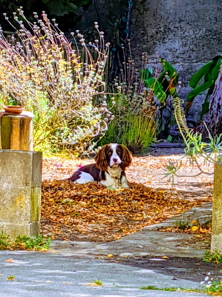 priyasanger's tweet photo. Welcome October. How did summer go by without me noticing? #DogsofLombardStreet #favemonth https://t.co/U7xNake7pE