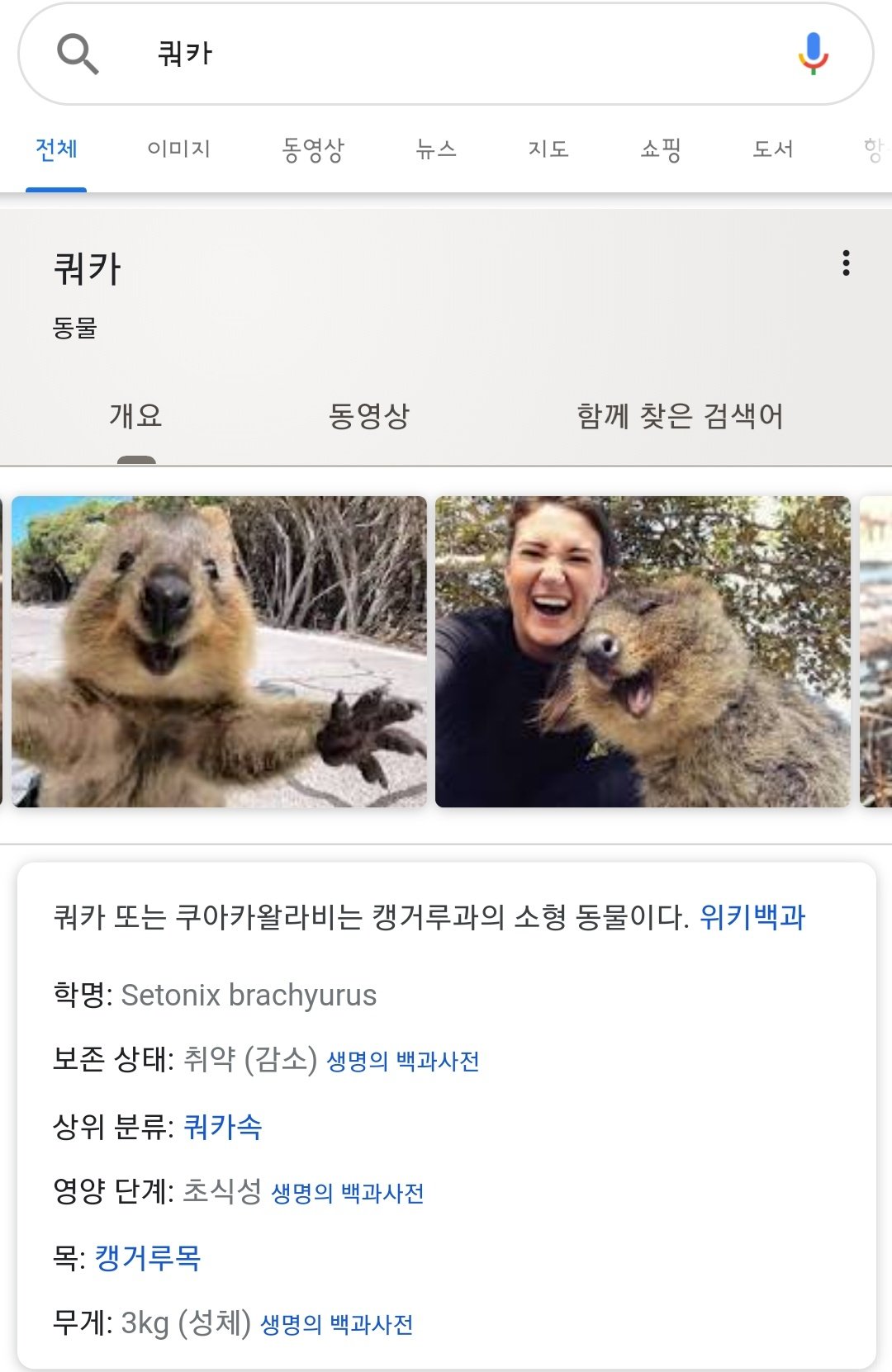 째라람 ᴅ Llllljhllllljh この動物を쿼카 Quokka クアッカワラビー って呼んでます 韓国 ではいつも笑ってる 笑顔の 動物で有名です T Co B6fcwdsiza Twitter