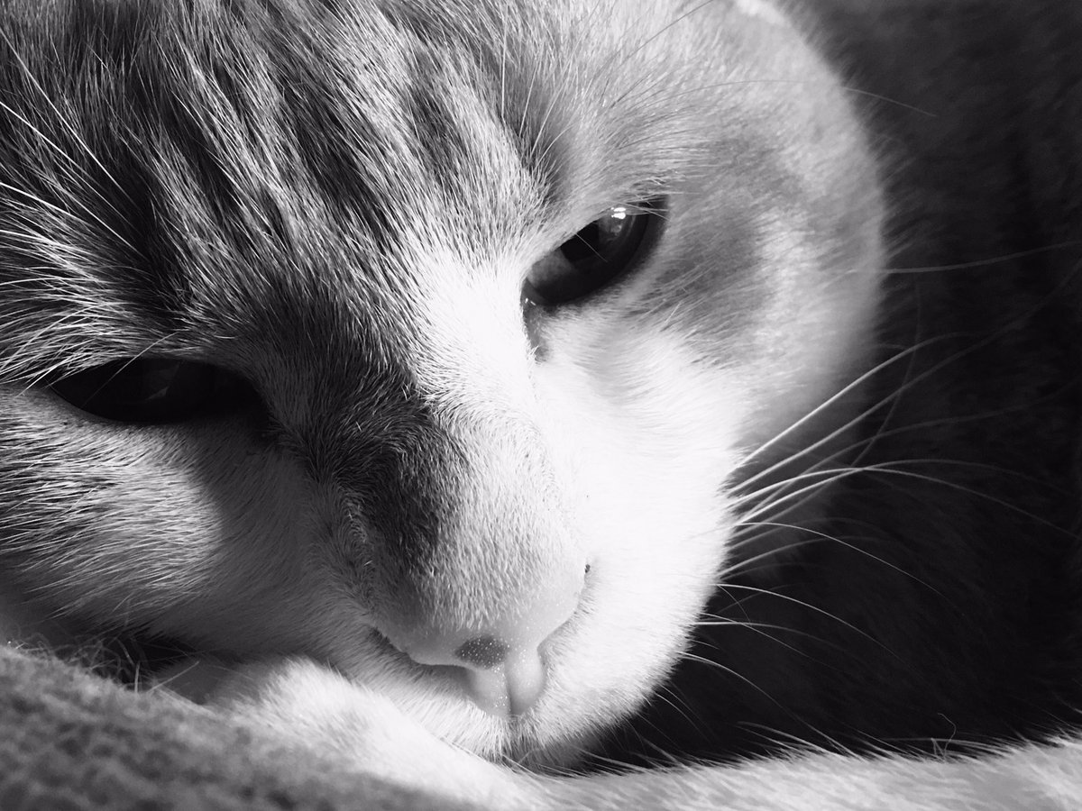 TinyBillyShow's tweet photo. #lazysunday #artistical #dayisdone https://t.co/m1N3N4IVrH