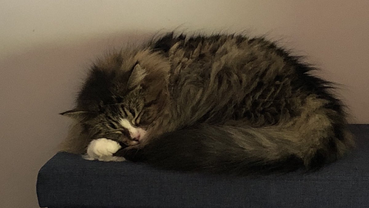 Day 7
I’ve been challenged by @lucymusiccat to produce a picture a day for 7 days to illustrate my current life (no captions, no people). Nominate an animal/day, asking to copy these words, add a photo and repeat the challenge. Today I nominate @Miss_Phoebe_Lee https://t.co/K8mnUfl7up