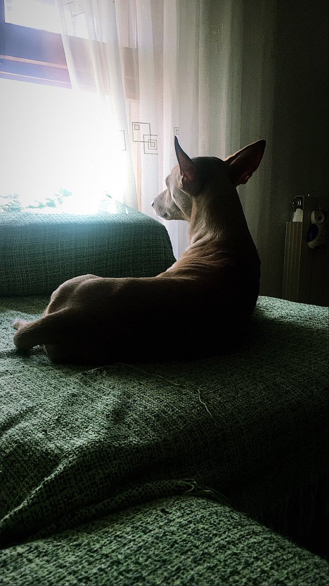 DavidTuregano's tweet photo. #MiPerroSiempreALaVista https://t.co/P3bwaGOpND