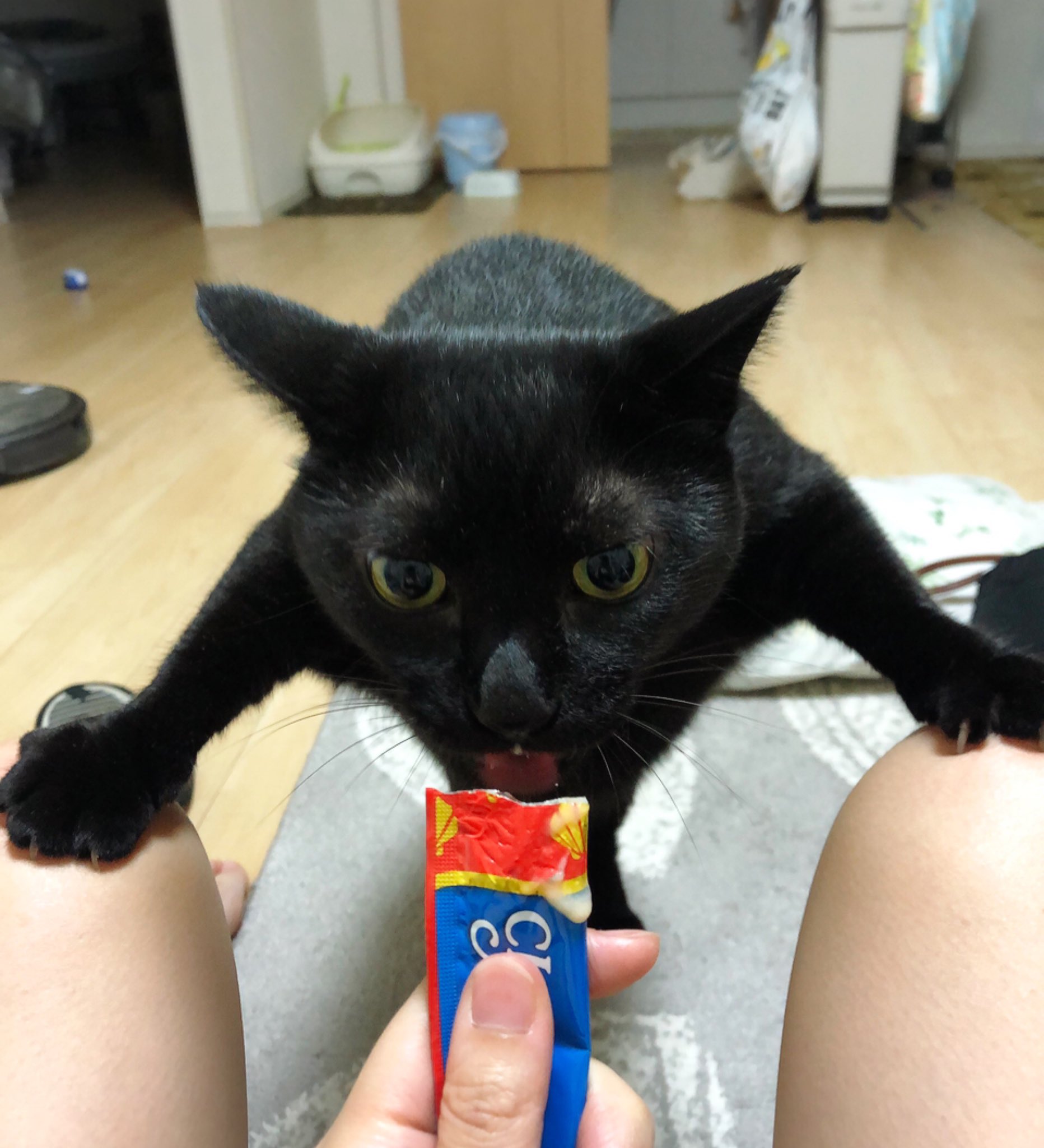 黒猫うにと三毛猫いくら على X: 