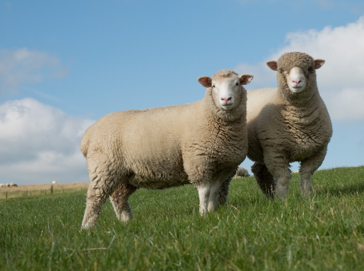 BritishWool's tweet photo. It's the beginning of this years #WoolWeek tomorrow. 🐑 

This year we're celebrating the 10th anniversary of the event! Keep an eye out on our social media channels to help celebrate all things #BritishWool https://t.co/V6hLabjbBG