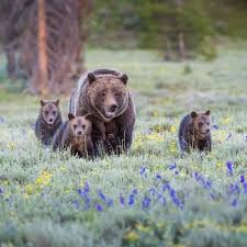 Sunday is a good day to spend with the family. #KodiakFamily