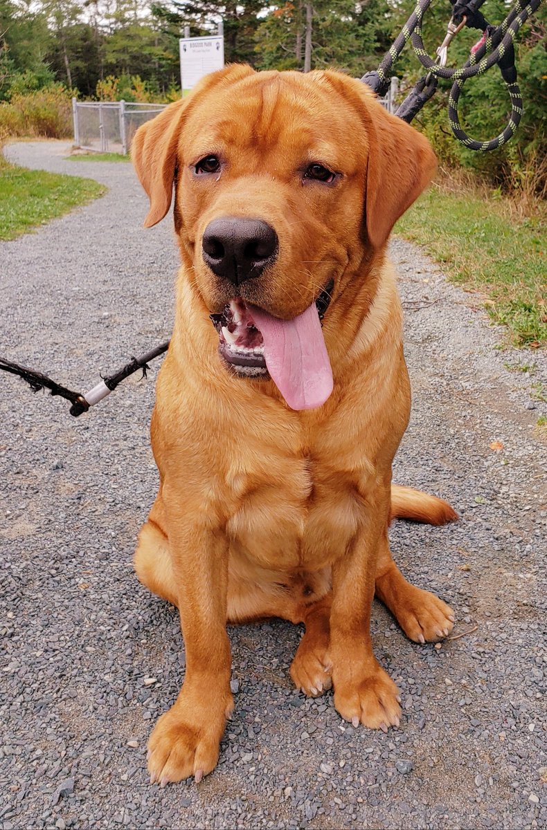 Sunday Funday with Archie &amp; Rosie! Their favorite way to pass the day? At the park, of course! 🍂🐶💕 <a href="/MQPSchool/">MQP</a>