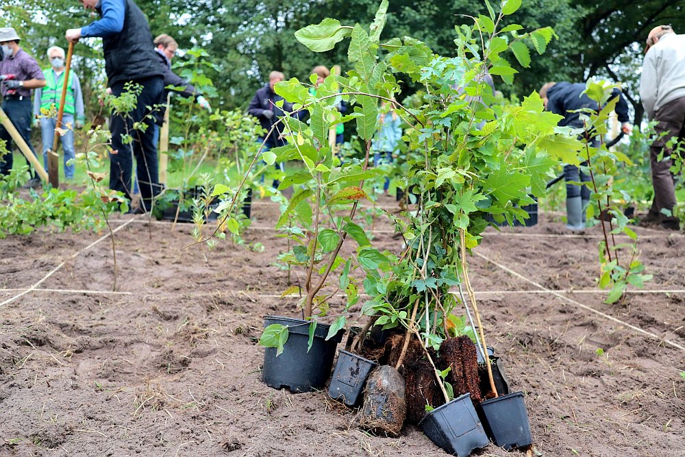 #Einheitsbuddeln 2020:
citizens-forests.org/einheitsbuddel…