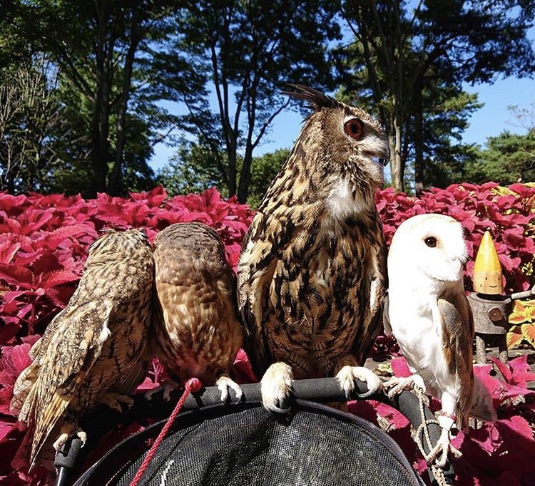 OwlsCentral's tweet photo. The #Owl gang!😊🦉We haven't been very active because our WiFi has been down😩Here’s an #OwlPost to brighten your day!😁😊🤗😇😍😘🥰🦉❤️💚🌟👍👊❣️
•
➡️photo Credit📸: Original owner 
➡️Follow @OwlsCentral✅
➡️Tag an Owl lover!🦉❤️
•
#Owl #Owls #DaliyOwls https://t.co/5a4Da2Rv18