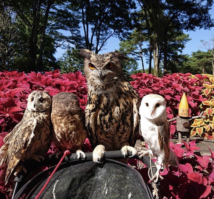 OwlsCentral's tweet photo. The #Owl gang!😊🦉We haven't been very active because our WiFi has been down😩Here’s an #OwlPost to brighten your day!😁😊🤗😇😍😘🥰🦉❤️💚🌟👍👊❣️
•
➡️photo Credit📸: Original owner 
➡️Follow @OwlsCentral✅
➡️Tag an Owl lover!🦉❤️
•
#Owl #Owls #DaliyOwls https://t.co/5a4Da2Rv18