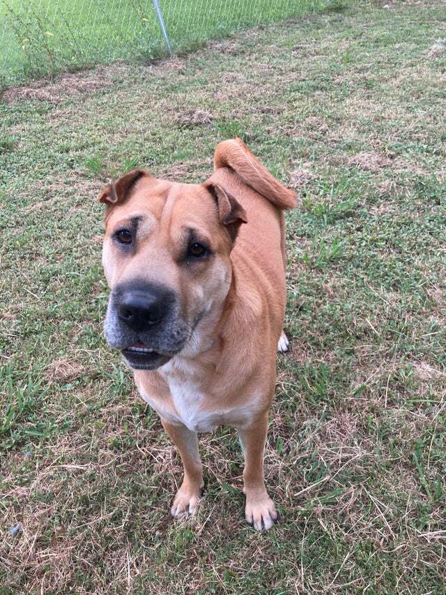 WrinklyDogBlog's tweet photo. My dog Kali is not full shar pei can anyone tell me her other breed via Clix_stricker https://t.co/0sEdNCivJU #sharpei #dogs #cute #wrinkly https://t.co/H3ikeHZLqc