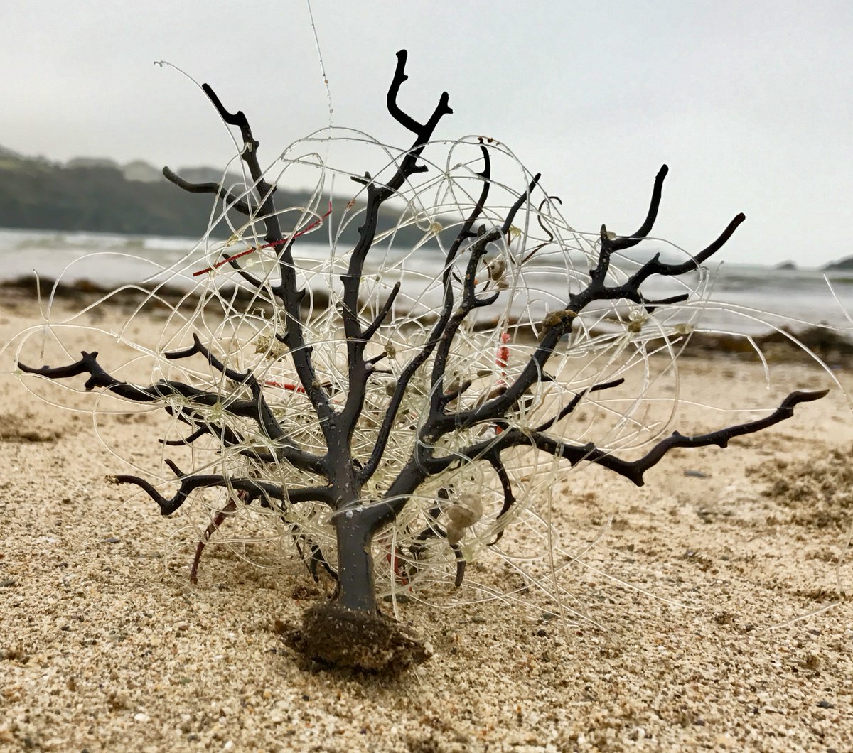 LegoLostAtSea's tweet photo. Beautiful pink sea fans, a type of coral, protected by law in the UK. Once when a friend unravelled one she discovered a piece of Lego sea grass from the spill inside. We find them tangled with everything and anything, from pants and tights to headphones and hats. #seafangle https://t.co/AM3rbCUMVA