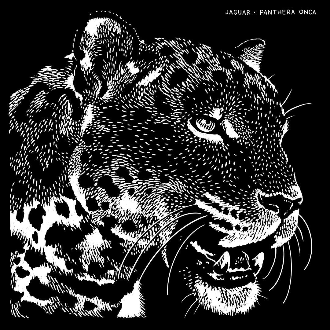 zoekellerdraws's tweet photo. 'Teeth and Claws,' Prompt 4 for #wildoctoberart featuring this jaguar drawn in Procreate! https://t.co/GifGwYM73K
