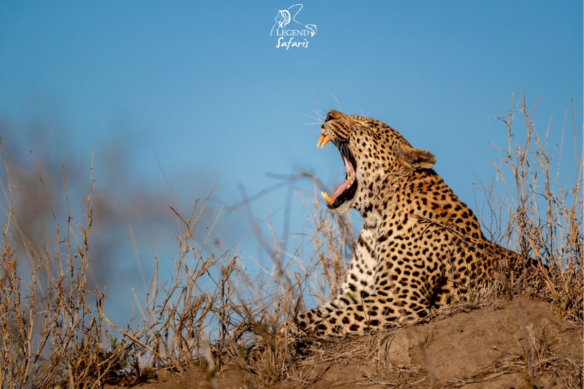 Opposite to humans, when cats start yawning it’s a sign that they’re soon going to be on the move

Any guesses as to which Leopard this is?

YOUR ADVENTURE STARTS HERE

#sabisands #djuma #wildearth #wildlife #nature #africa #photography #safari #aboutsouthafrica #legendsafaris