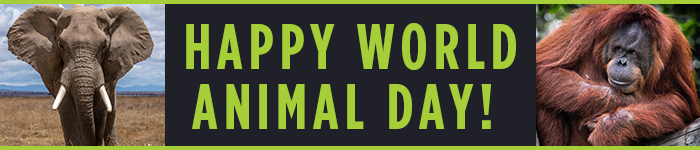 NetiquetteIQ's tweet photo. We’re celebrating World Animal Day today! On one hand, we adore the amazing creatures that we share our planet with.  today we must reflect on the pain that they face. Over 28,000 animals are at risk of extinction. And much of this hardship is directly caused by human activity. https://t.co/hQzHkdHHVk