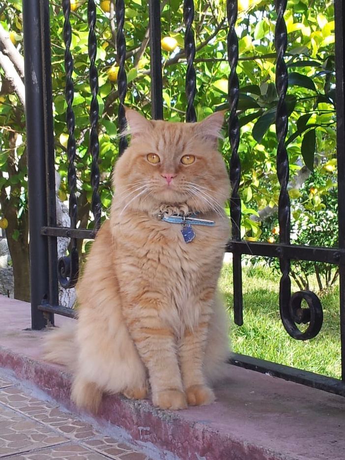 ConchaChapa_'s tweet photo. 🐕🐈🐎🐢🦜🐠
¡Feliz #DiaMundialDeLosAnimales!
Cuidar a los miembros que forman parte de las familias es responsabilidad de todas, tengan algún animal en su seno o no.

Su bienestar forma parte de nuestro entorno. Gracias a ellos, las personas pasamos mejor esta etapa #COVID19
🧡 https://t.co/NjAeCEr46P