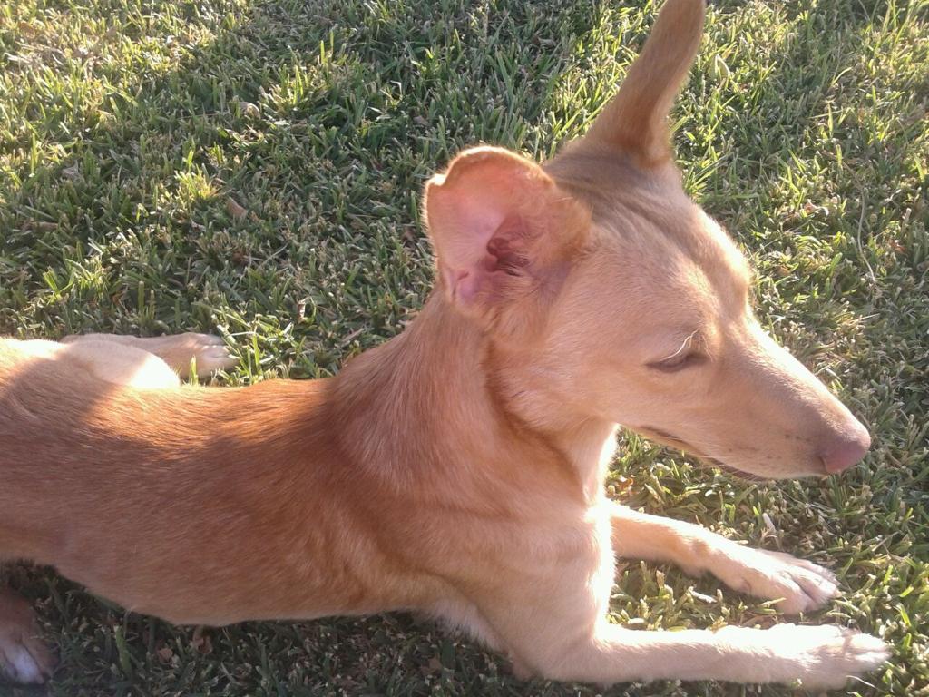 ConchaChapa_'s tweet photo. 🐕🐈🐎🐢🦜🐠
¡Feliz #DiaMundialDeLosAnimales!
Cuidar a los miembros que forman parte de las familias es responsabilidad de todas, tengan algún animal en su seno o no.

Su bienestar forma parte de nuestro entorno. Gracias a ellos, las personas pasamos mejor esta etapa #COVID19
🧡 https://t.co/NjAeCEr46P