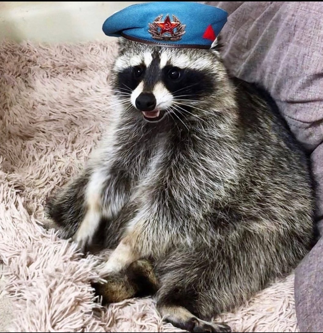 MocoPolicicchio's tweet photo. Day one of showing @NZXT raccoons https://t.co/eNIGf1eEat