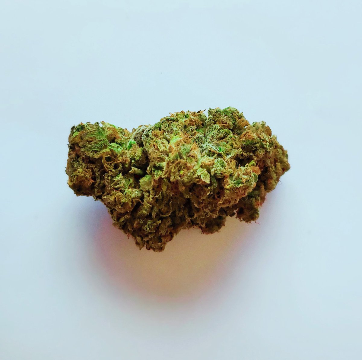 _WeedUSA_'s tweet photo. amazing how just a piece of paper makes bud pics look more professional.
Here is Bubba Kush that I'm currently harvesting. https://t.co/AKhs0DycsB