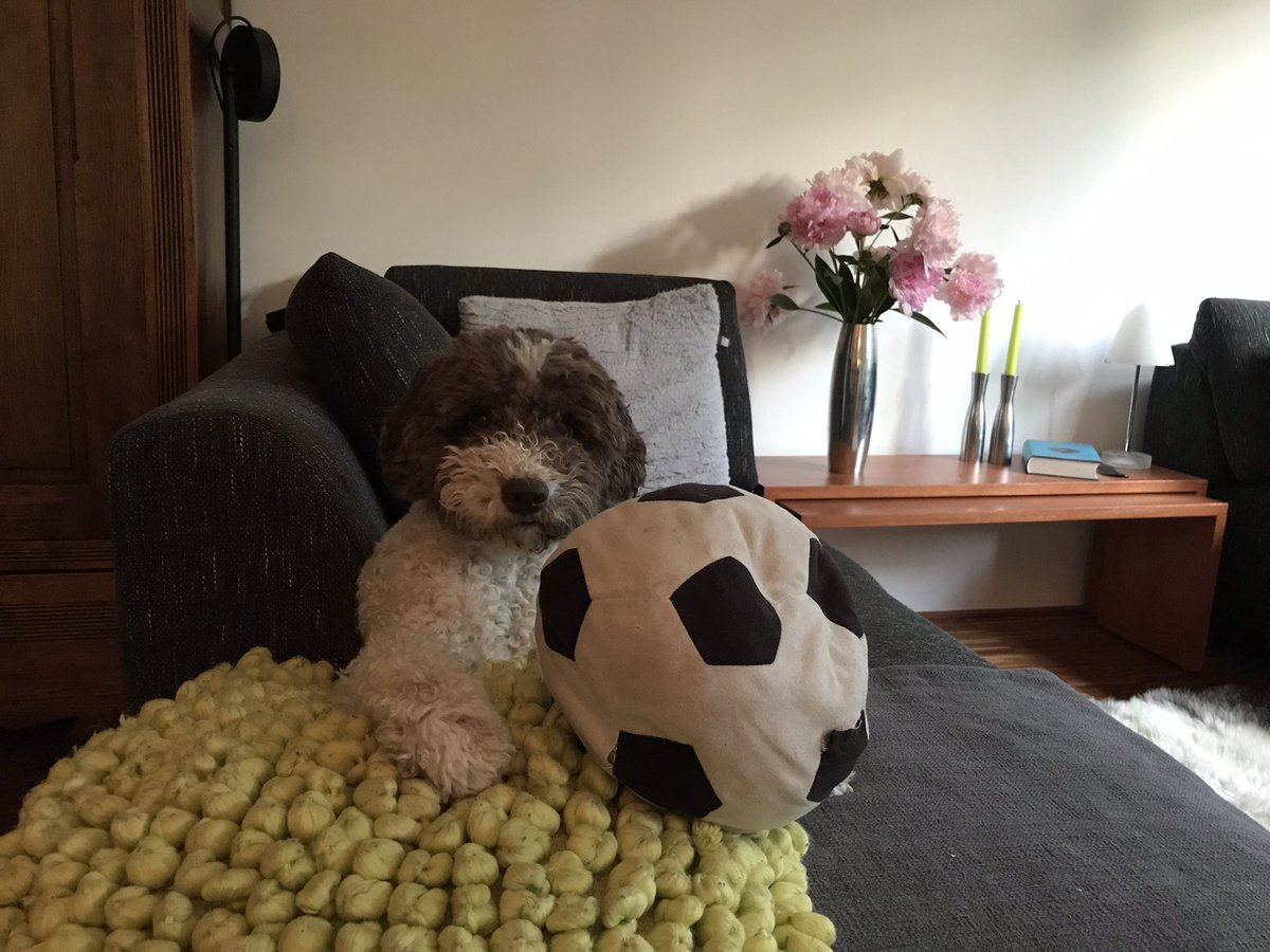 Holly_Lagotto tweet media