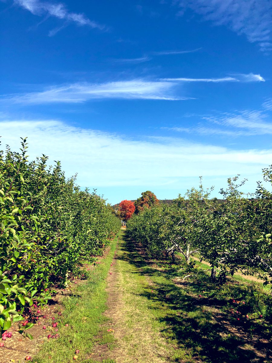 Looking for a fun fall activity to do with friends, family or a significant other? Apple picking is the perfect answer. Check out my blog post tonight for one of the best spots in CT for apple picking 🍎 #fun #travel #cttravel #covidtravel #adventure #fall