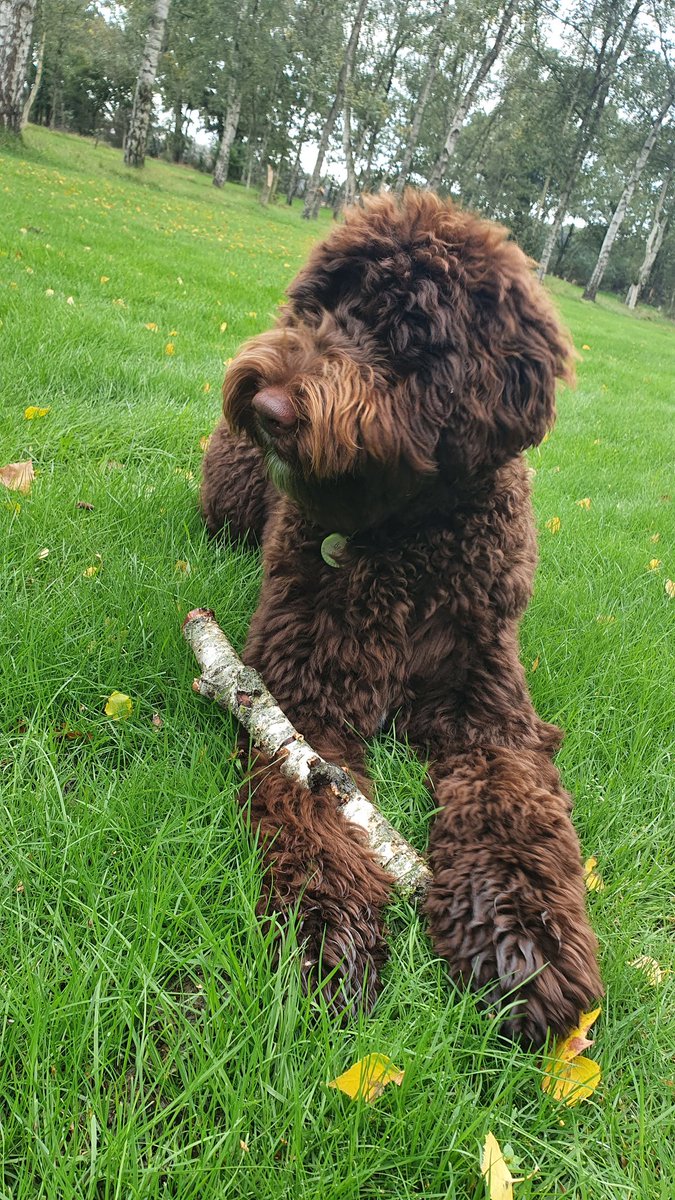 Beertje ♡ #dierendag