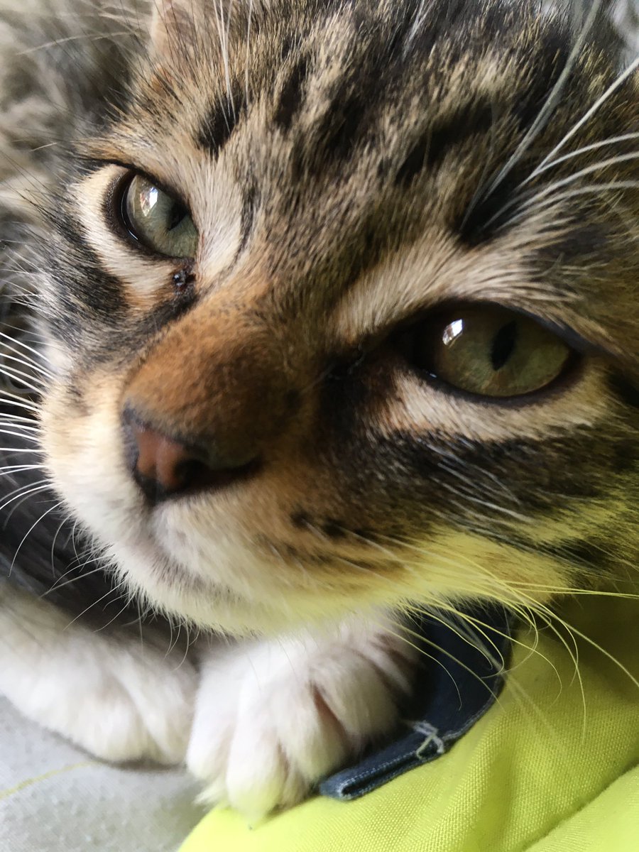 WaltenXDnt's tweet photo. Welcome to the Cat Zone. https://t.co/yXkals3nwe