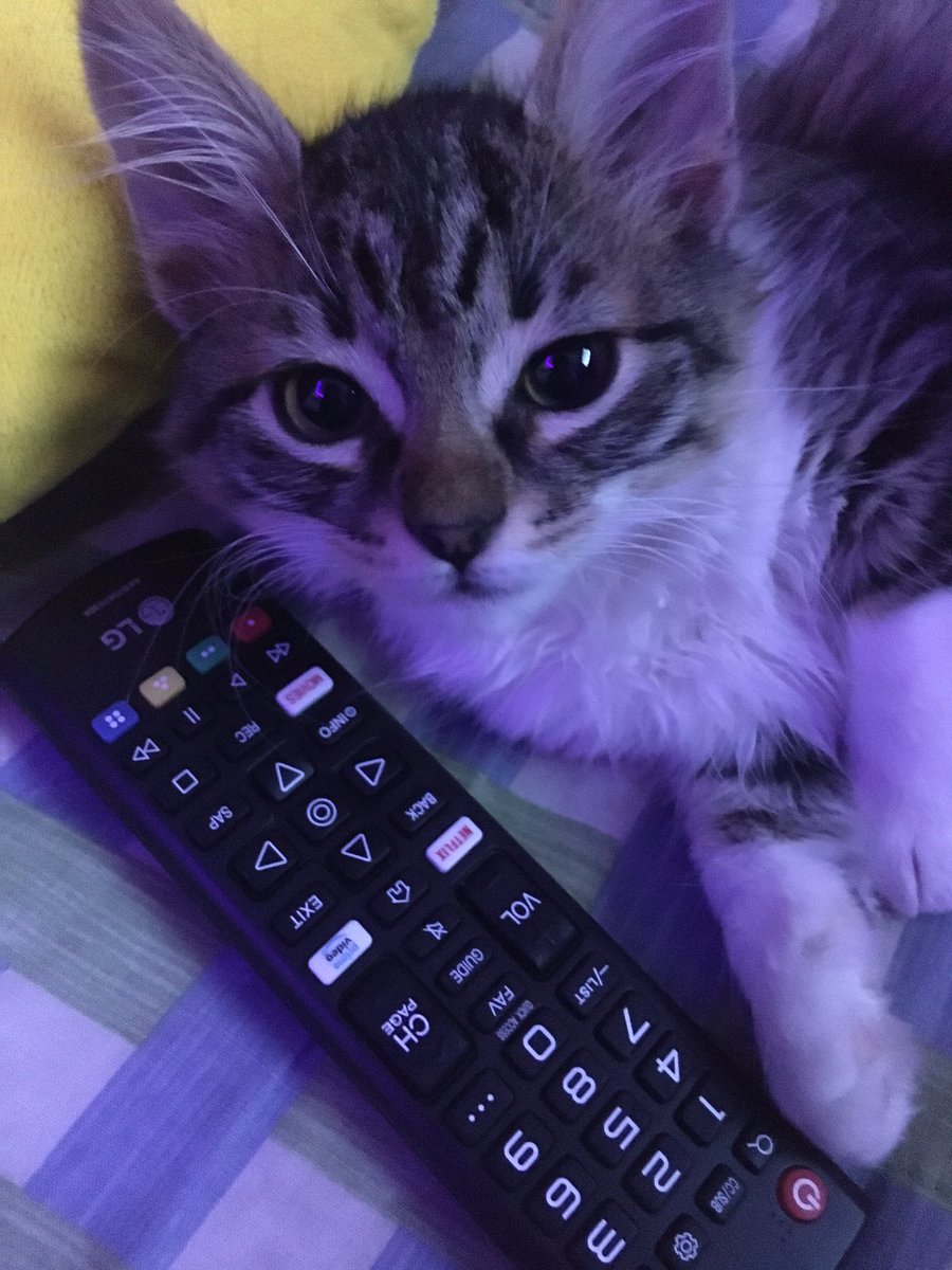 WaltenXDnt's tweet photo. Welcome to the Cat Zone. https://t.co/yXkals3nwe