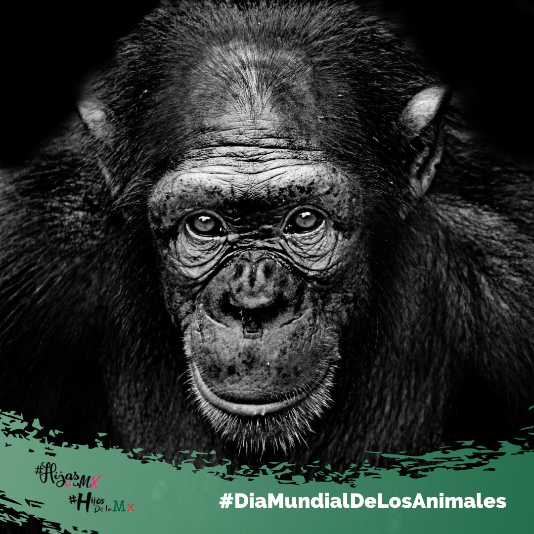 HijasHijosMx's tweet photo. Con esta frase de Tolstoy celebramos el #DiaMundialDeLosAnimales 
«Si un hombre aspira a una vida correcta, su primer acto de abstinencia es el de lastimar animales«. https://t.co/V4xmRkMPIr