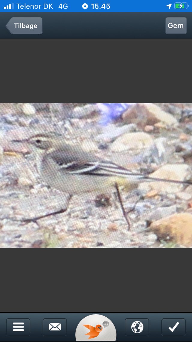 Eastern Yellow Wagtail type, found today at Stubben Copenhagen by 3 Young birders💪
<a href="/LeeEvansBirding/">Lee Evans (LGRE) - the official account</a> <a href="/TarsigerTeam/">Tarsiger</a> <a href="/Club300_SE/">Club 300</a>