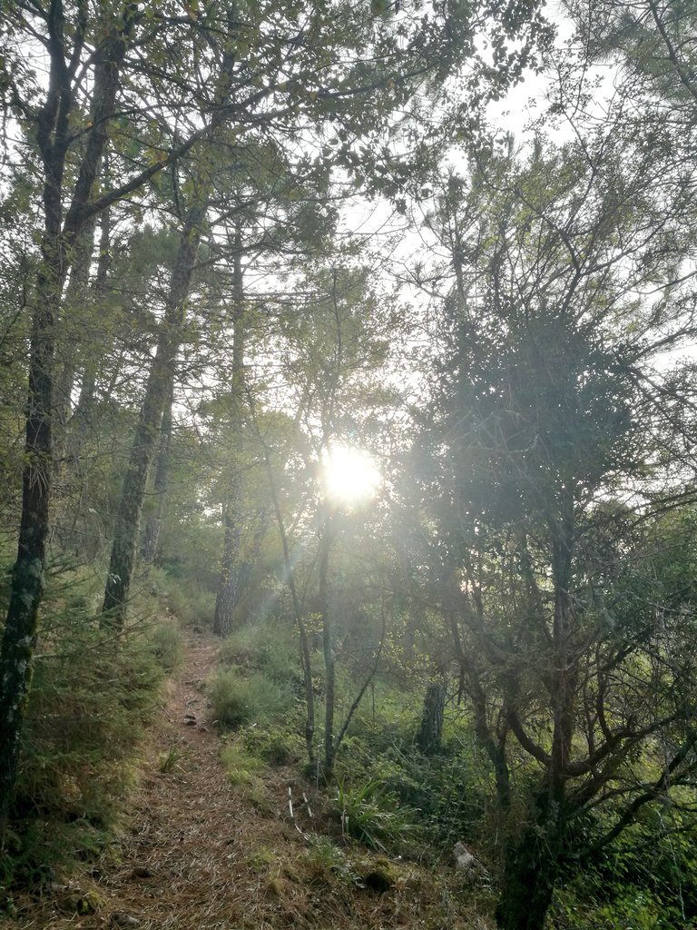 Después de las lluvias del pasado viernes, dónde se superaron los 80 mm, la sierra comienza a renacer 🍃🍂 🍄 #Naturalpark #Grazalema @EltiempoenCadiz https://t.co/dtMbVuOSEa
