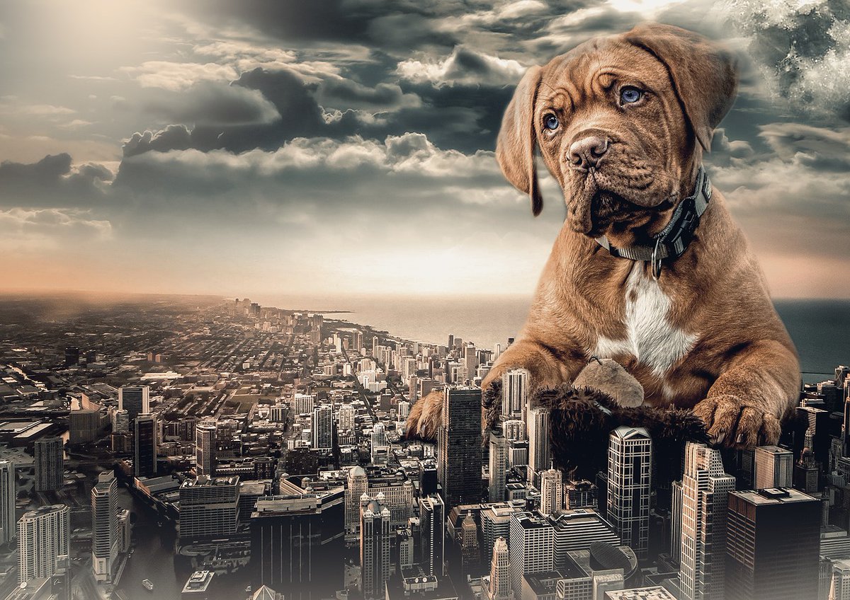 Памятник собаке хатико в японии. Шарпей стандарт породы ркф. Памятник балто в нью-йорке. Памятник собаке хатико в россии. Холка у собаки где находится.