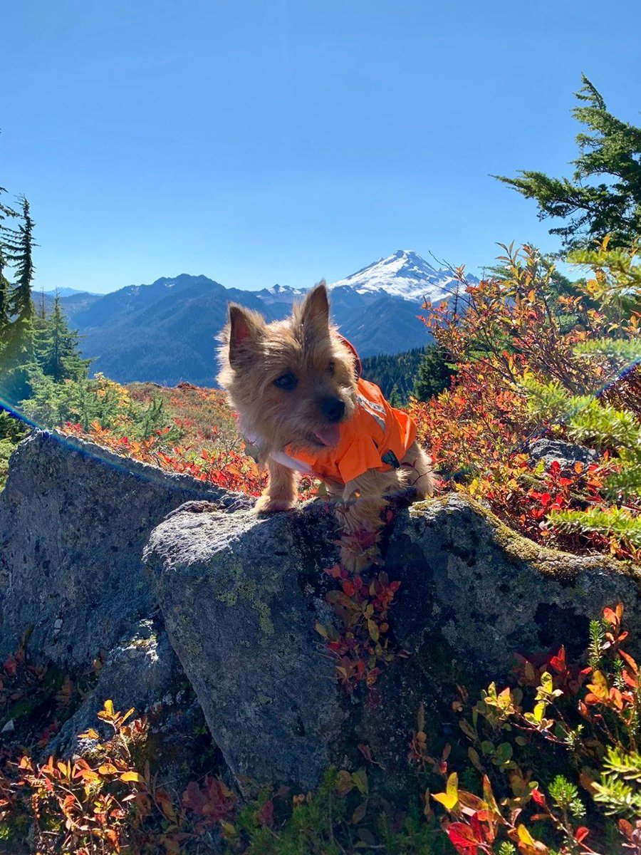UKUSCAdoggie's tweet photo. Feeling very sad as Tilly is still missing. So many people are helping us search...so heartwarming &amp; we are beyond grateful. Sadly, the launch of our signature raincoat is coming up, but finding it hard to celebrate 😥
#missingpup #rescuedog #dogs #rescuesofinstagram #pnw #Sad https://t.co/WGMAumNVk1