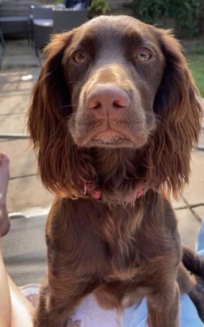 rosiedoc666's tweet photo. MY NAME IS COCO, I’m with people I don’t know, can you help me pls 
I’ve heard #WestMidlandsPolice are helping look for me 🌟 they’re looking for a vehicle in #Moseley CARPARK nr #MoseleyBog #Birmingham 1/10 11.50am CAN U HELP PLS? #findCoco #findstolenCoco 
 I ❤️my family 😓 https://t.co/HILiDBdiNg