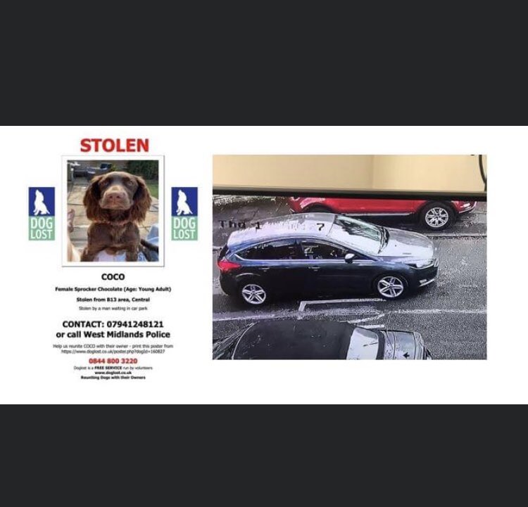 rosiedoc666's tweet photo. MY NAME IS COCO, I’m with people I don’t know, can you help me pls 
I’ve heard #WestMidlandsPolice are helping look for me 🌟 they’re looking for a vehicle in #Moseley CARPARK nr #MoseleyBog #Birmingham 1/10 11.50am CAN U HELP PLS? #findCoco #findstolenCoco 
 I ❤️my family 😓 https://t.co/HILiDBdiNg