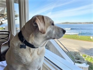 DLRR's tweet photo. Jax just may be a little spoiled and we love it! He enjoys his trips to the family beach house in Carmel. When not running and playing on the beach his favorite spot is on his bench, gazing at all of the action. Inhale some nice beach air for us, Jax! #dlrr https://t.co/27JvcL7LGy