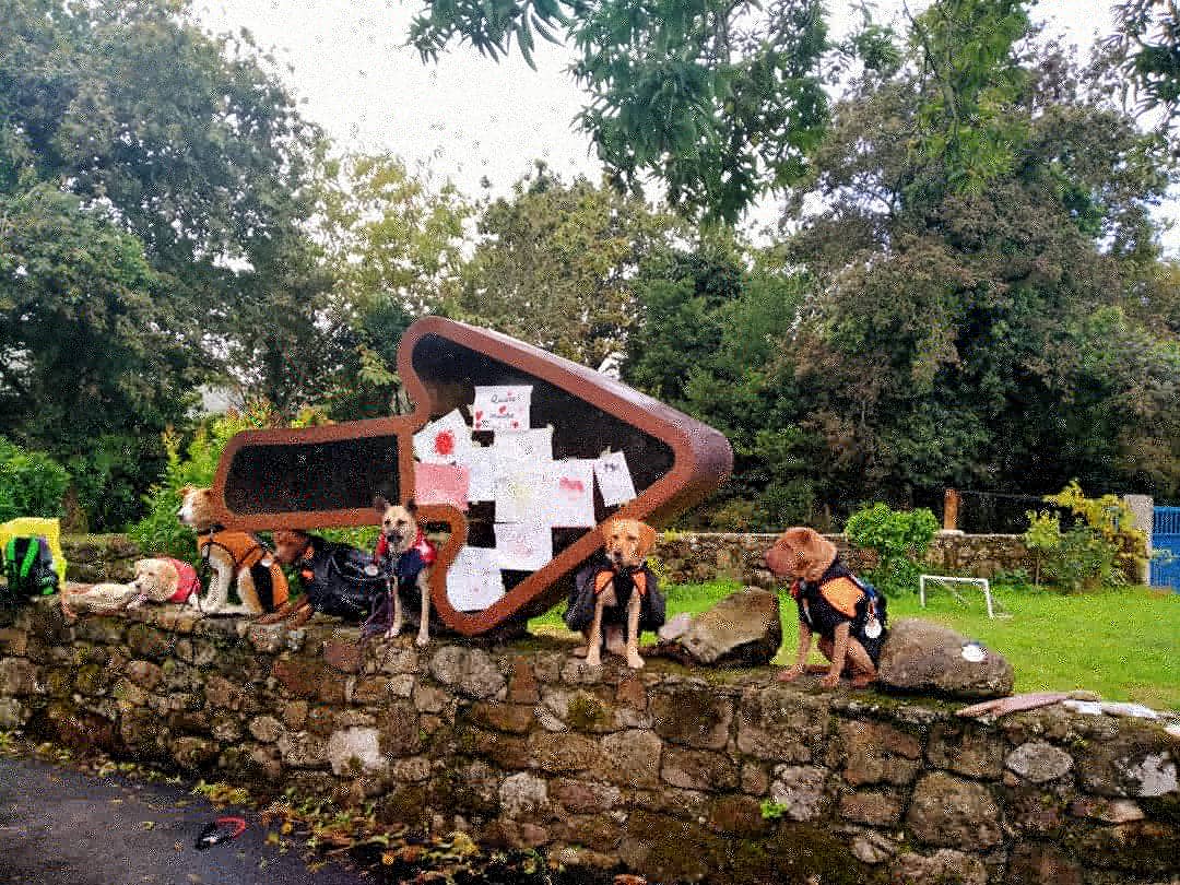 maria_lema's tweet photo. Hoy #diamundialdelosanimales hemos conocido a un grupo de #peregrinas de #españa y #portugal haciendo el #caminodesantiago con sus #mascotas, todas ellas adoptadas en refugios y casas de acogida. https://t.co/n18oqt8VFx