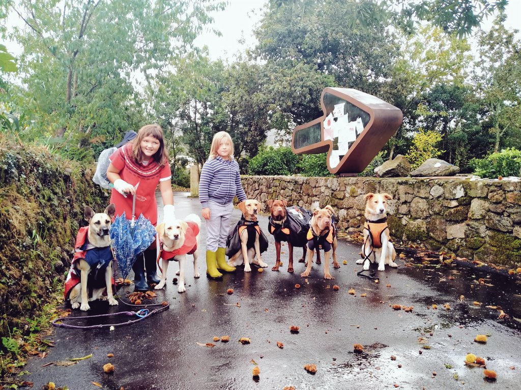 maria_lema's tweet photo. Hoy #diamundialdelosanimales hemos conocido a un grupo de #peregrinas de #españa y #portugal haciendo el #caminodesantiago con sus #mascotas, todas ellas adoptadas en refugios y casas de acogida. https://t.co/n18oqt8VFx