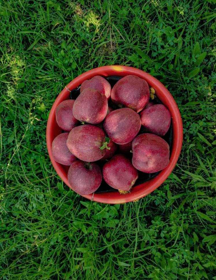 Kashmiriyoungun's tweet photo. Missing Harud (Autumn) 
Kashmiri🍎 https://t.co/wDIeWGw6Mw