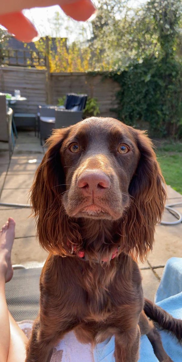 PLEASE SHARE... Coco our family dog was stolen from Moseley, Birmingham on Thursday 01/10. She’s a 16 month chocolate sprocker who means everything to our family🥺 please share as much as possible so we can bring Coco home💔 #findcoco