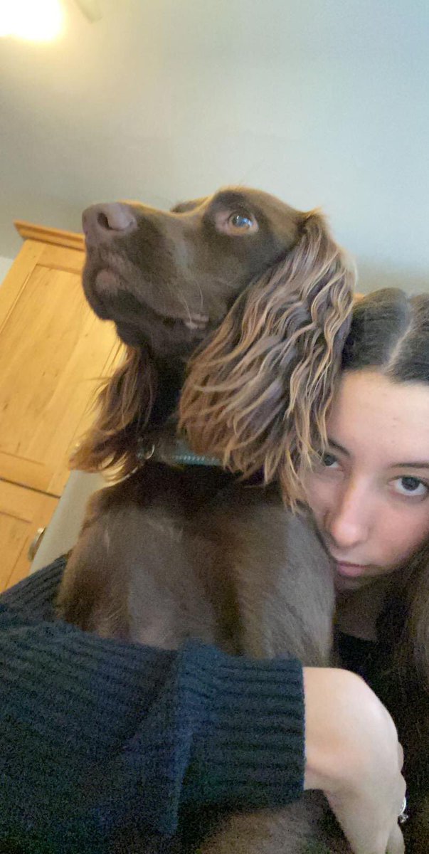 RuthPearce18's tweet photo. PLEASE SHARE... Coco our family dog was stolen from Moseley, Birmingham on Thursday 01/10. She’s a 16 month chocolate sprocker who means everything to our family🥺 please share as much as possible so we can bring Coco home💔 #findcoco https://t.co/shOQFzagII