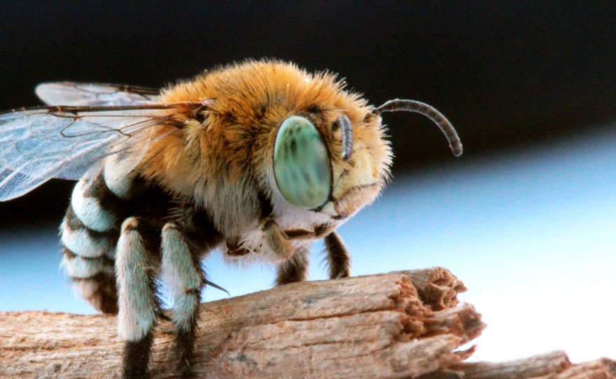 Parks_Australia's tweet photo. Start your #anbg adventure with an energy boost for the kids from #PollenCafe’s BeeDelicious menu. Then visit our #NativeBeeHotel to spot a BlueBandedBee. BlueBandedBees clamp onto flowers &amp;vibrate their bodies causing pollen release-called #BuzzPollination 📷E.Lake @ash.stgeorge https://t.co/nQHrv2zIEp