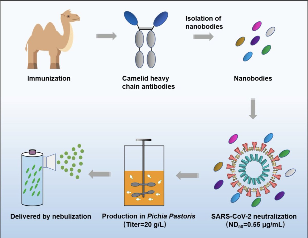 There's an alternative strategy to monoclonal antibodies that would be cheaper, more scalable, and could potentially be given by inhalation. Nanobodies. Seems like this path should be actively pursued. 16/ https://www.nature.com/articles/s41467-020-18174-5https://www.biorxiv.org/content/10.1101/2020.08.09.242867v2