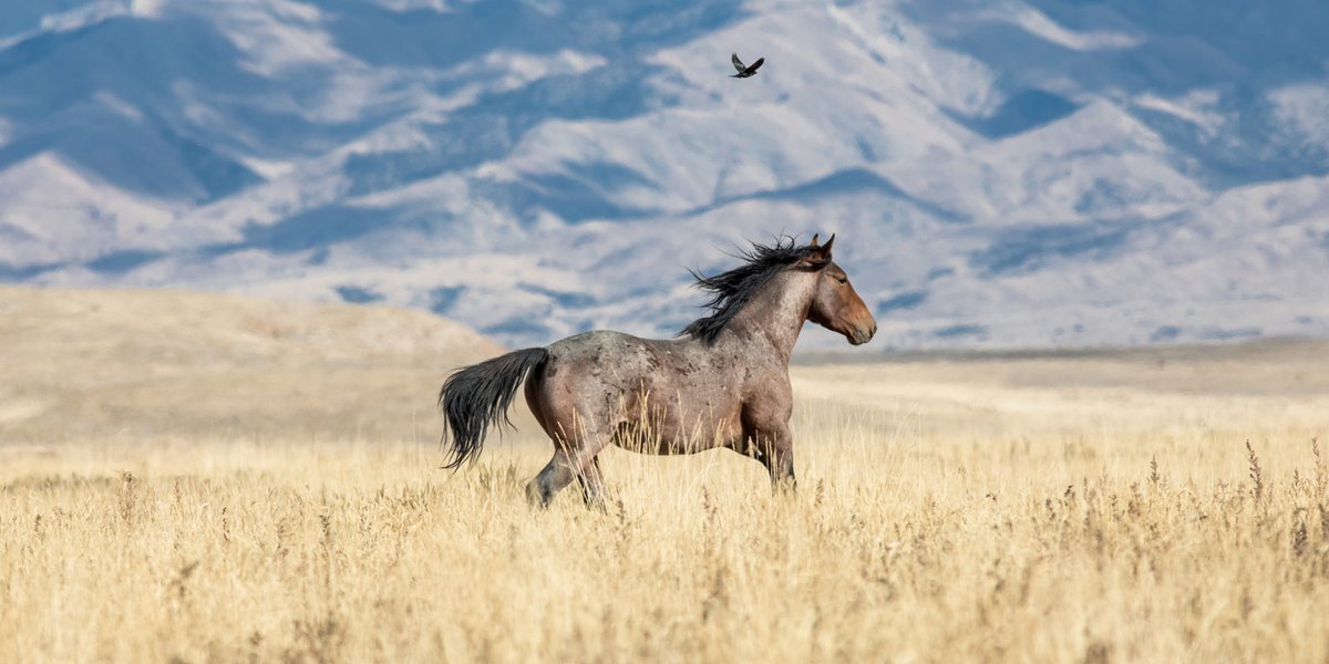 bandnentx2's tweet photo. "Over 80 percent of BLM rangelands grazed by livestock have no wild horses present on them." (Data from 2018)
#wildhorses #BanRoundups #BanHorseSlaughter
https://t.co/8cyvqKztAw https://t.co/OAuzvLiK9A