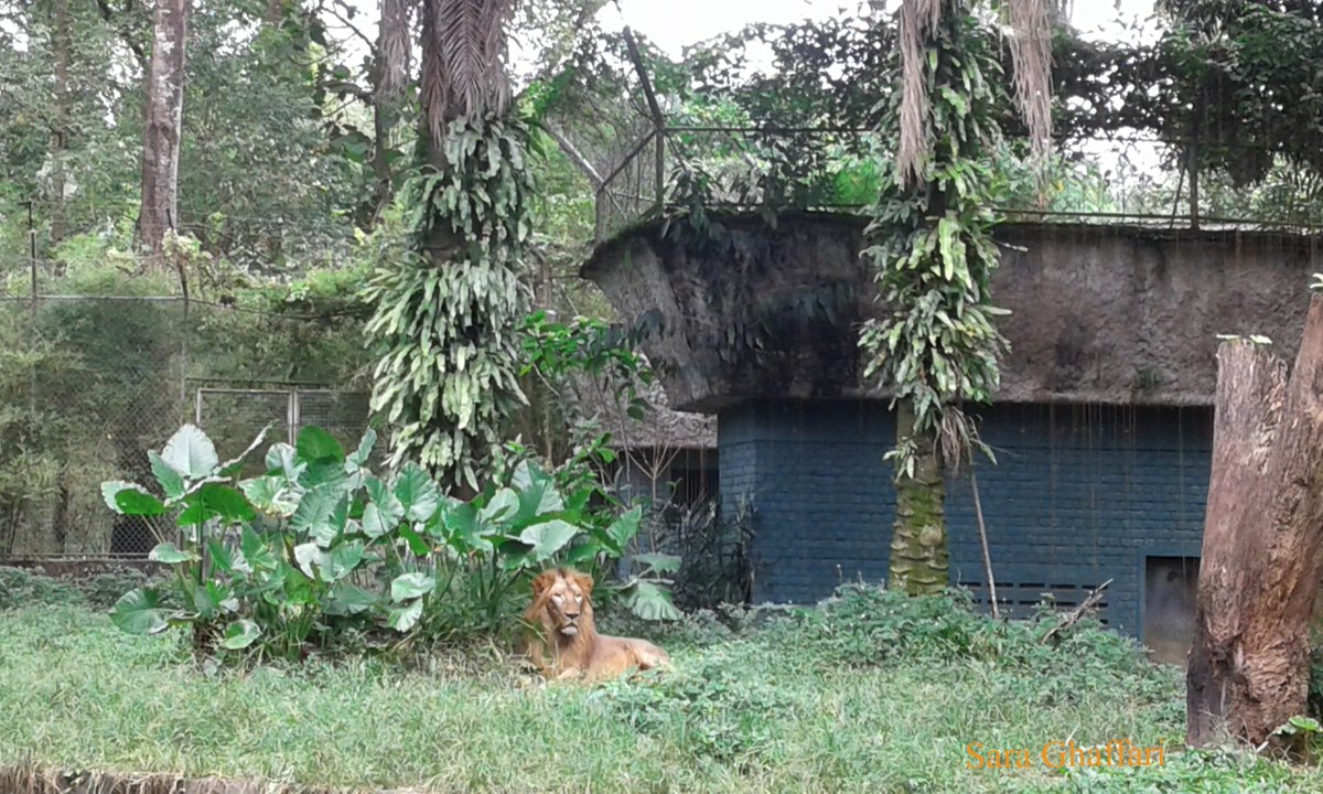 Happy Animal Day to all conservationists. The photo was taken in December 2017 during Volunteer work at International Zoo Malaysia. @worldanimalday #WorldAnimalDay #WorldAnimalDay2020 @WorldAnimalInc @World_Wildlife @NatGeo