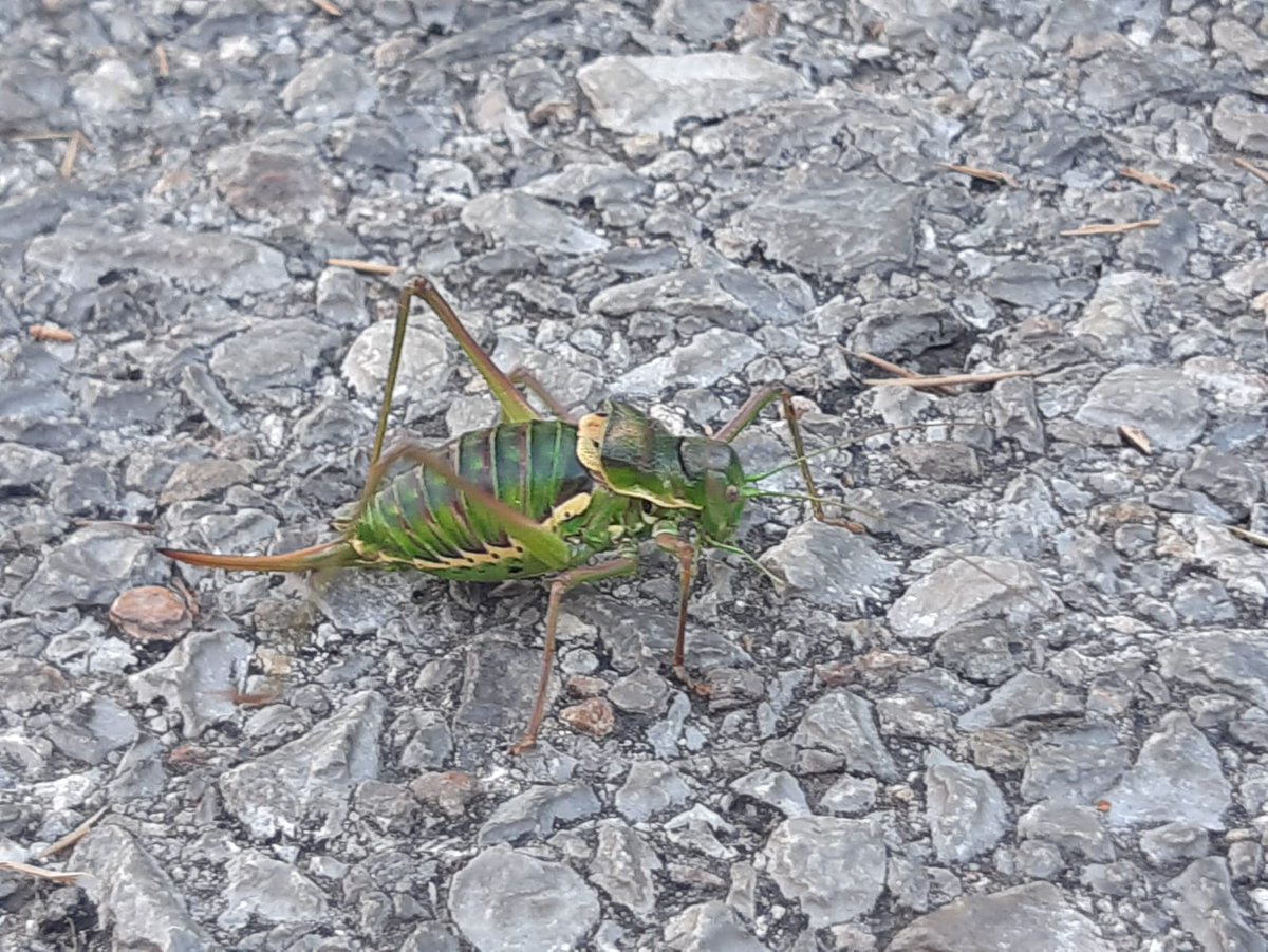 FtPapo's tweet photo. #insectos alguien que me pueda identificar a este insecto, lo llevo estudiando 2 semanas mide 12 cm , y se parece a un saltamontes, pero también tiene una especia de aguijón , llevo mucho tiempo buscando el nombre para poder liberarlo al fín https://t.co/fL0yh0pOeP